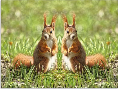 Produktbild von ARTland Wandbild Alu für Innen & Outdoor Rote Eichhörnchen Zwillinge Größe: 60x45 cm