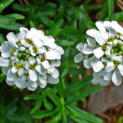 Produktbild von 6 x Immergrüne Schleifenblume - Iberis sempervirens  | Topf 9cm x 9cm