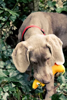 Immagine prodotto di Animali domestici Lanco - Giocattolo per cani - Gioco per cani