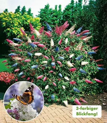 Produktbild von BALDUR Garten 2x dreifarbiger Schmetterlingsstrauch 'Papillion Tricolor', Pflanzen im 12 cm-Topf, Buddleja davidii, Buddleia Schmetterlingsflieder, Sommerflieder, winterhart & trockenresistent