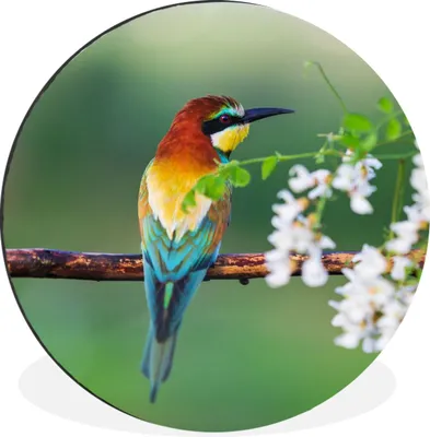 Produktbild von MuchoWow® Aluminium Wandkreis Vogel - Bienenfresser - Blumen Ø 30 cm Wanddeko Modern Wohnzimmer - Wand Bild - Wohnzimmer - Runde Bilder - Alubilder - Kunst für zu Hause - Aluminium - Wanddekoration