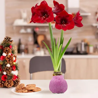 Immagine prodotto di Amaryllis in cera, colore rosa glitter - 2 bulbi di amaryllis in cera - Bulbo di amaryllis in cera, formato grande (28/30) - Piante vere provenienti dall'Olanda - Hippeastrum (non semi, non artificiale)