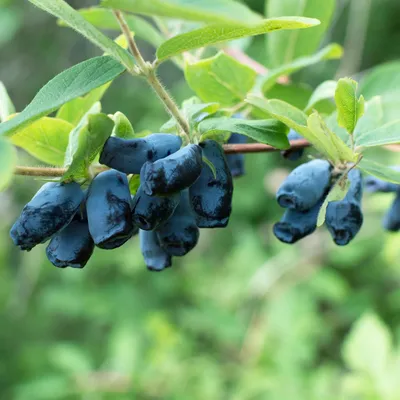 Immagine prodotto di Lonicera caerulea Kamchatika - 2 piante da 15cm, altezza 50cm - Bacche di miele