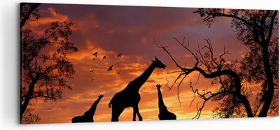 Produktbild von Bild auf Leinwand - Leinwandbild - Giraffe Afrika Sonne Safari - 120x50cm - Wand Bild - Wanddeko - Leinwanddruck - Bilder - Kunstdruck - Wanddekoration - Leinwand bilder - Wandkunst - AB120x50-0507