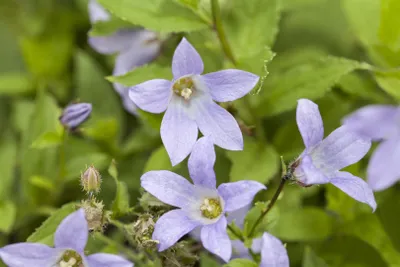Produktbild von Campanula lactiflora, Glockenblume, ca. 9x9 cm Topf