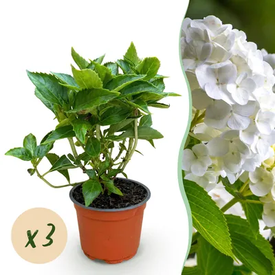 Image de Green boutiQ - Plante de jardin - Hydrangea macrophylla Blanc - Hortensia - Rustique - Blanc - 3 plants - Pot de 12 cm - Hauteur : 20-30 cm
