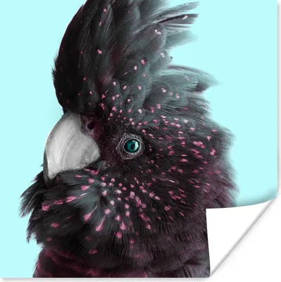 Produktbild von MuchoWow® Poster Kakadu - Blau - Schwarz 100x100 cm - Babyzimmer