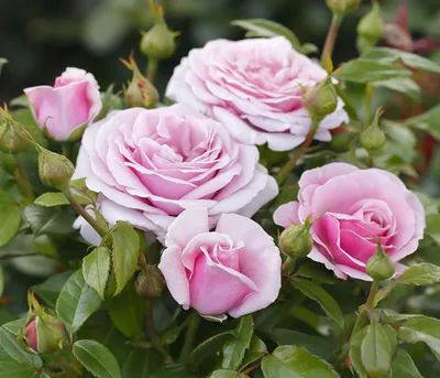 Produktbild von Dehner Rose Edelrose Pacific Blue®, Züchter Tantau, duftende fliederblaue Blüten, 40-60 cm ekl. Pflanztopf, 6 l Topf