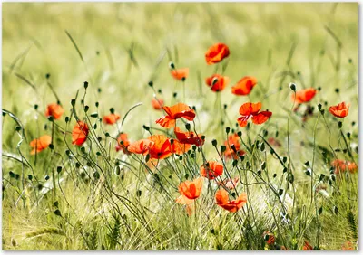 Produktbild von Tulup® Glas-Bild - 100 x 70 - Wandbild aus Glas - Wandkunst - Wandbild hinter gehärtetem Sicherheitsglas - Blumen & Pflanzen - Mohnblumen - Rot