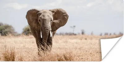 Produktbild von MuchoWow® Poster Einschüchternder Elefant geht auf die Kamera zu 40x20 cm - Poster für die Wand - Poster Schlafzimmer