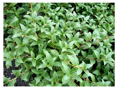 Produktbild von 5 x Osmanthus burkwoodii (Gehölz/Heckenpflanze/Winterhart/Mehrjährig/Immergrün) Frühlingsduftblüte