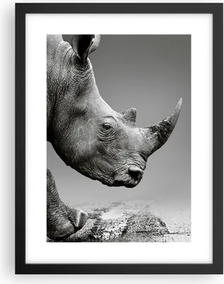 Produktbild von Gerahmtes Poster - Schwarzer Rahmen - Nashorn Monochrom Tier - 30x40 cm - Wand Bild - Wanddeko - Wandbilder - Kunstposter - Wandposter - Bilderrahmen - Bilder - Kunstdruck - P2BPA30x40-4954