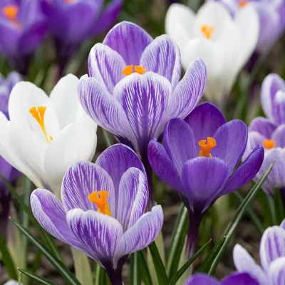 Produktbild von Green boutiQ - 30x Crocus Blue - White - Blau-weißer Krokus - Blau und Weiß - Verwilderungszwiebel - Zwiebelgröße 7/8