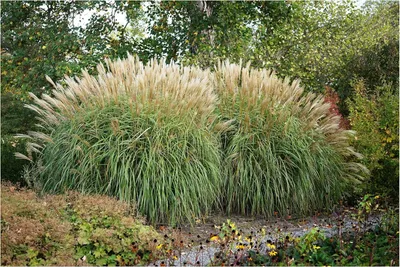 Produktbild von Stauden Gänge 1 x Miscanthus sinensis 'Hermann Müssel' im 1 Liter Topf - Chinaschilf - Ein Ziergras, das beeindruckt - Neue Züchtung - Winterhart