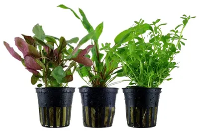 Produktbild von Pflanzen Set mit 3 Mittelgrund Topf Aquarium Wasserpflanzen AquaOne Nr.229