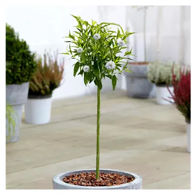 Produktbild von Prunus Weiße Pfirsichbaum - Immergrüne Zierbäume für Garten, Balkon oder Terrasse, winterhart, 70-80 cm (inkl. Topf)