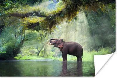 Produktbild von MuchoWow® Poster Dschungel - Elefant - Wasser 60x40 cm - Schlafzimmerdekoration