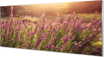 Produktbild von Glasbilder 125x50 Wandkunst Heather Feld
