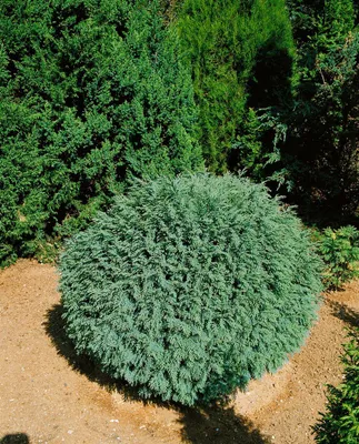 Produktbild von Chamaecyparis lawsoniana 'Rimpelaar', Scheinzypresse, 15–20 cm