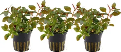Produktbild von Aquarium Pflanze 3 Stück Ludwigia repens Rubin Wasserpflanze Tropica Nr.033D Set