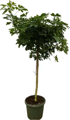 Zdjęcie produktu dla Schefflera Nora - Small Radiant Aralia - ↕220 cm - Ø45cm