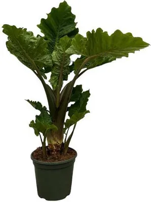 Produktbild von Alocasia Low Rider Pfeilblatt 75cm Ø26cm exotische Zimmerpflanze blaugrün