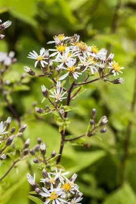 Produktbild von Aster divaricatus, Weißer Wald-Aster, ca. 9x9 cm Topf, zierlich
