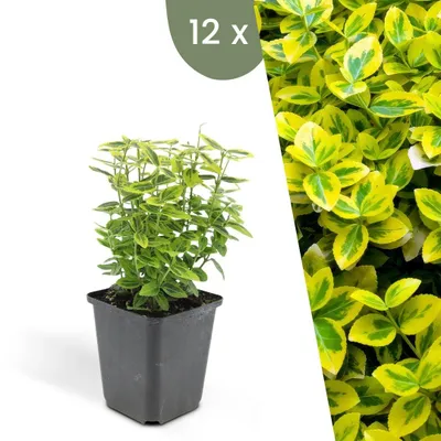 Produktbild von Plants by Frank | 12 Gelbe Spindelstrauch Pflanzen | Euonymus Fortunei 'Emerald 'n Gold' | Winterhart | Mehrjährig | Gartenpflanzen