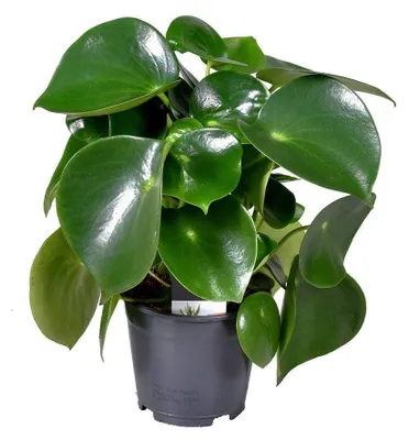 Productafbeelding van JUNAVERA Peperomia polybotrya Raindrop - Terrariumplant 15 cm pot, circa 25 cm hoog