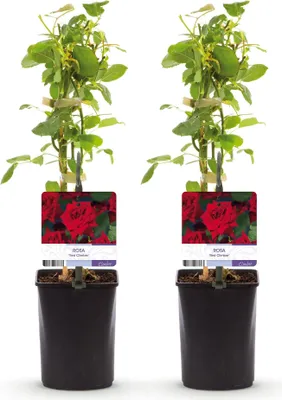 Produktbild von GreenboutiQ - Kletterrose - Rosa Red Climber - Blüte Rot - Wenig Pflege - 2 Pflanzen - Topf 11cm Höhe 40cm