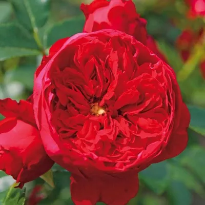 Produktbild von Rosa  - Kletternde Rose Kordes - Rosa 'Florentina'®