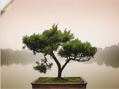 Produktbild von ARTland Wandbild, selbstklebend Chinesischer Bonsaibaum Größe: 120x90 cm
