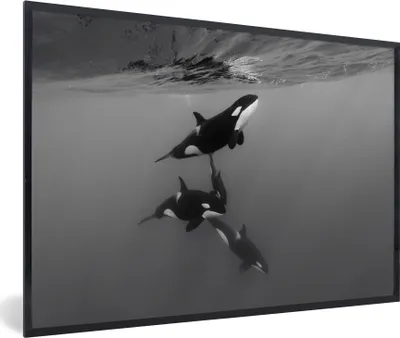 Produktbild von MuchoWow® MuchoWow® Gerahmtes Poster Orca - Wasser - Schwarz - Weiß 60x40 cm - Poster mit zchwarzem Bilderrahmen - Printing - Wanddeko Schlafzimmer