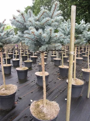 Produktbild von Picea pungens Glauca Globosa - zwergige Blaufichte - 90