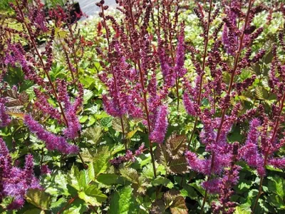 Produktbild von Kerzenspiere Purpurlanze - Astilbe taquetii Purpurlanze