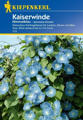 Produktbild von Kaiserwinde Himmelblau Ipomoea tricolor