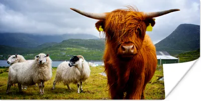 Produktbild von MuchoWow® Poster Schottischer Highlander - Leicht - Schaf 120x60 cm - Bild