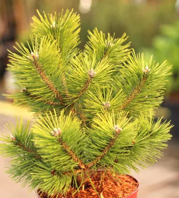 Image de Pin nain japonais Pinus densiflora Jane Kluis 25 - 30 cm