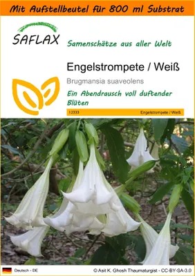 Produktbild von SAFLAX - Garden in the Bag - Engelstrompete / Weiß - 10 Samen - Mit Anzuchtsubstrat im praktischen, selbst aufstellenden Beutel - Brugmansia suaveolens