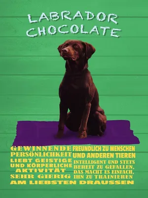 Produktbild von vianmo Holzschild 40x30 cm Labrador Chocolate Hund