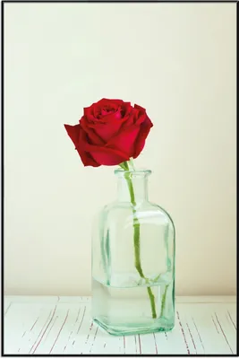 Produktbild von Wallario Wandbild Rote Rose in Glasvase, Größe: 61 x 91,50 cm, Poster mit schwarzem Aluminiumrahmen
