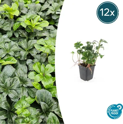 Obrázok produktu pre Pôdopokryvná rastlina – Tieň – Pachysandra 'Green Sheen' – 9 cm kvetináč – Sada 12 rastlín