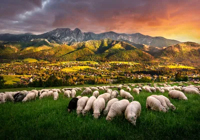 Image de STYLER, tableau sur toile, 70x100 cm, paysage de montagne de Zakopane, motif naturel, décoration murale, idéal pour le salon, la chambre ou le bureau