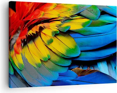 Produktbild von Bild auf Leinwand - Leinwandbild - Feder Papagei Vogel - 70x50cm - Wand Bild - Wanddeko - Wandbilder - Leinwanddruck - Bilder - Kunstdruck - Wanddekoration - Leinwand bilder - Wandkunst - AA70x50-3428