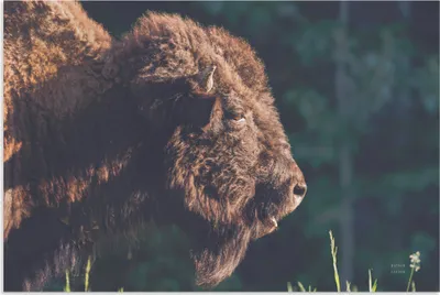 Produktbild von ARTland Wandbild Alu für Innen & Outdoor Bison Meditation Größe: 90x60 cm