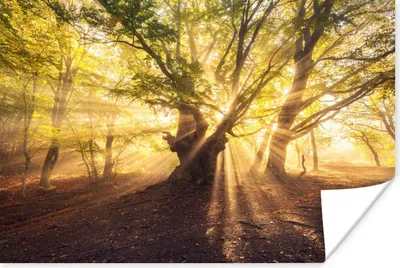 Produktbild von MuchoWow® Poster Baum - Wald - Sonne 120x80 cm - Bilder