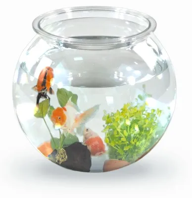 Zdjęcie produktu dla Akwarium okrągłe Nemo - 4 litry - przezroczysty PET - 20 x 20 x 17 cm - Małe akwarium dla bettas i złotych rybek