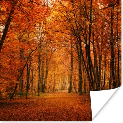 Produktbild von MuchoWow® Poster Herbst - Rot - Wald 75x75 cm - Wand Dekoration