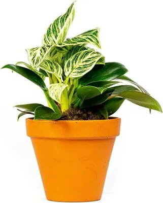 Obrázok produktu pre Gardners Philodendron White Measure, priemer 11 cm