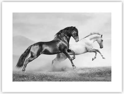 Produktbild von Poster - Poster ohne Rahmen - Pferde Tiere Galopp Wiese - 40x30 cm - Wand Bild - Wanddeko - Wandbilder - Kunstposter - Wandposter - Bilder - Kunstdruck - Wanddekoration - Wandbild - P2XAA40x30-2683